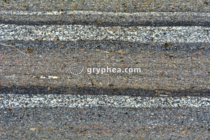 Schiste LPA x3,5 - gryphea.org